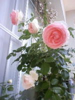 �Ȃ��݂Ƃ����2002�N����